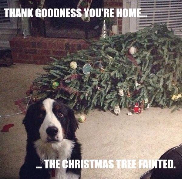Fainting Christmas tree dog