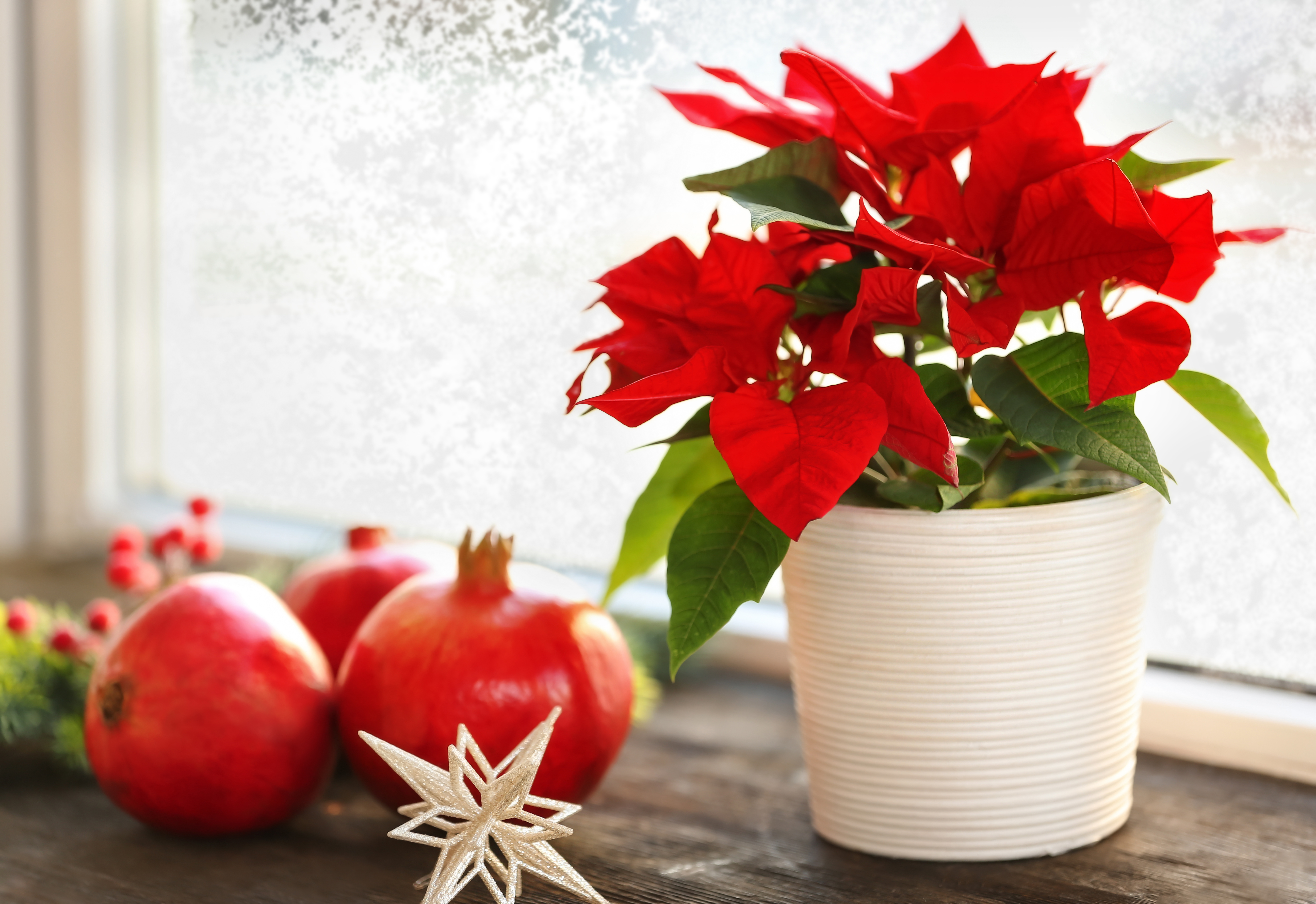 Poinsettia is poisonous to dogs